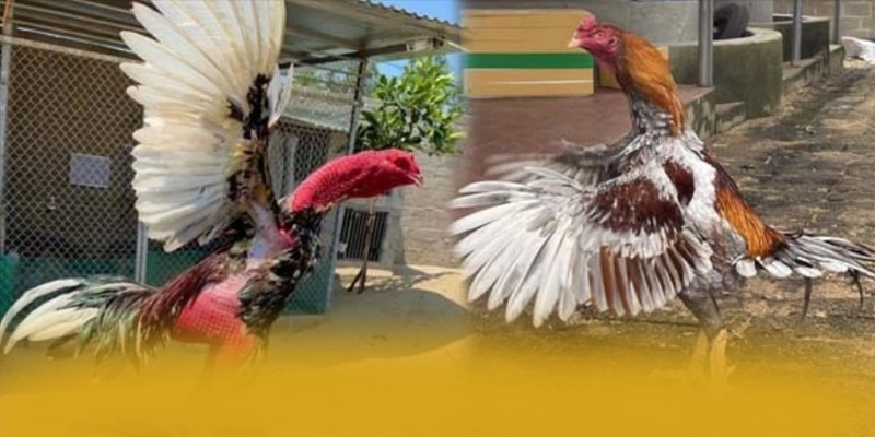 Tim hieu W88 - Cong game bai uy tin so 1 tren thi truong
